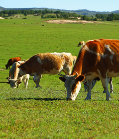 The reasonable price