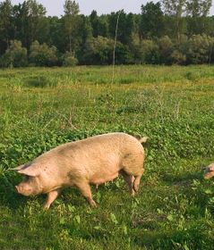 The flexible payment